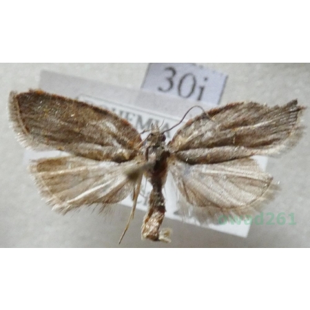 Acleris sparsana (Denis & Schiffermüller, 1775) Czech30i